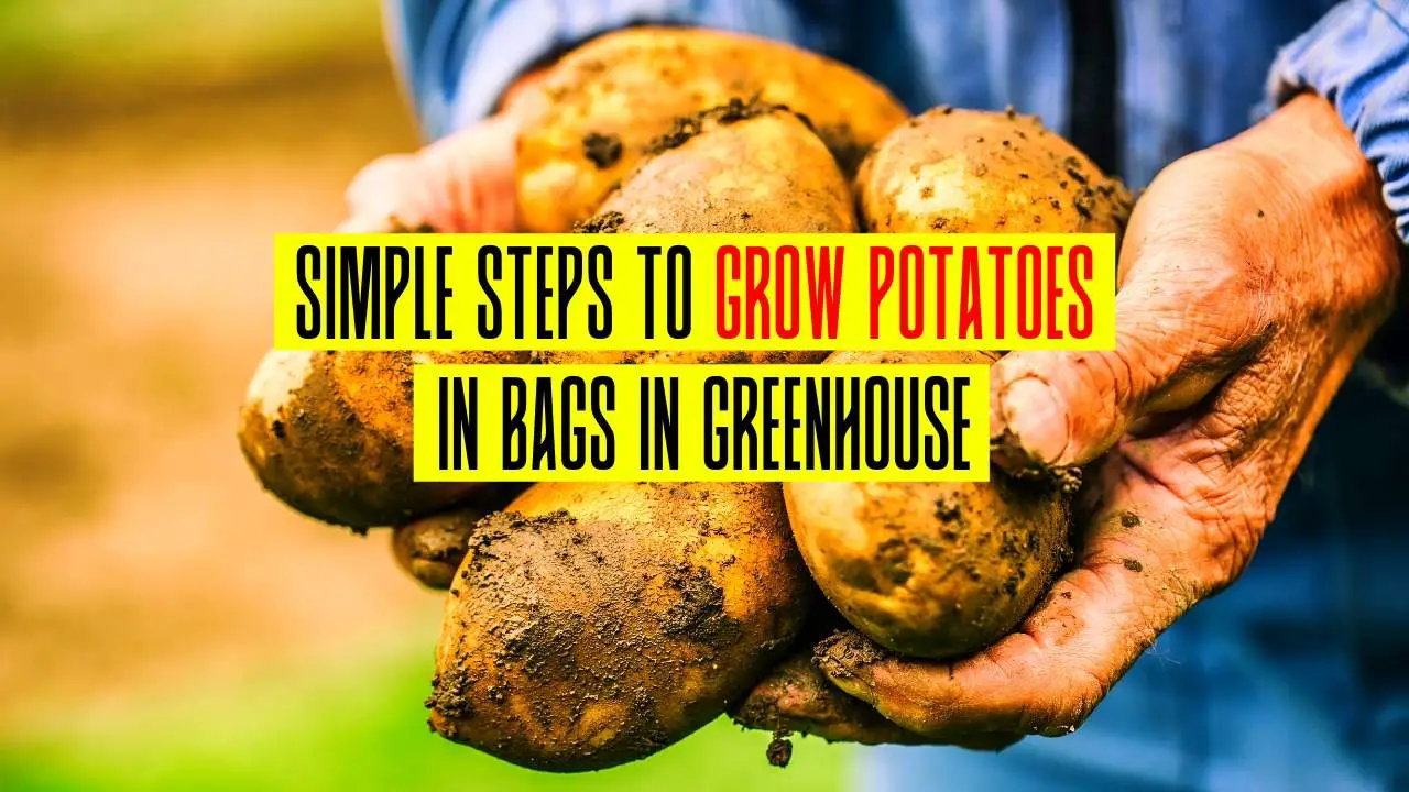 Simple Steps To Grow Potatoes In Bags In Greenhouse | Slick Garden