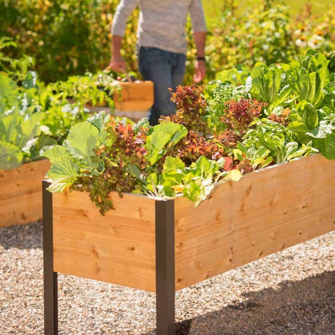 How To Plant A Vegetable Garden Box