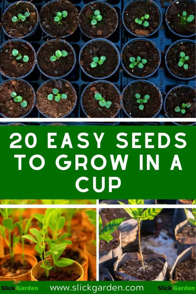 20 Easy Seeds To Grow In A Cup: pinterest 