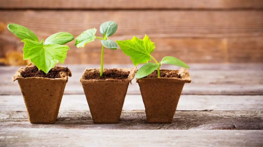 20 Easy Seeds To Grow In A Cup: 