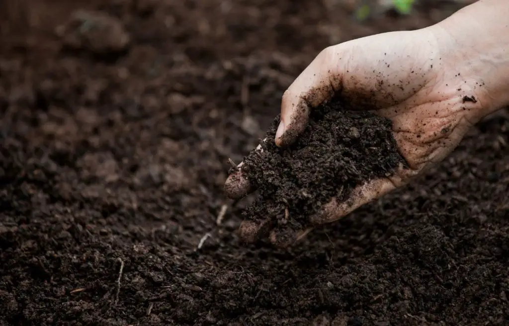 Prepare Soil Of Raised Bed To Grow Pumpkin