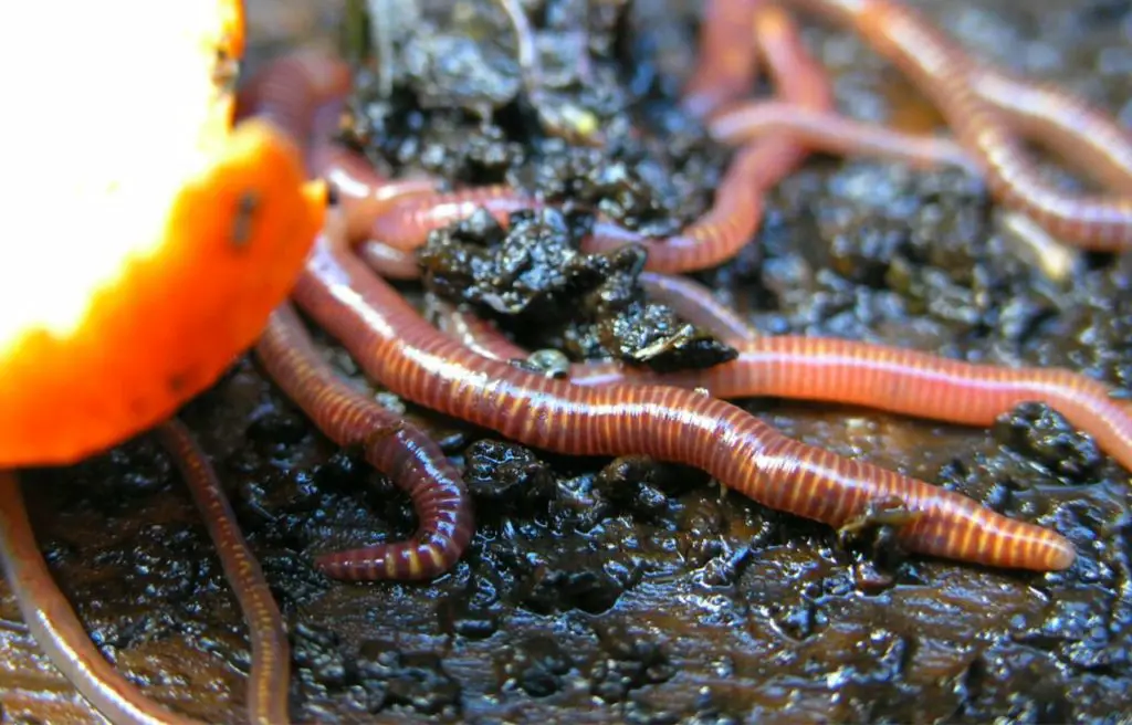 Everything You Need To Know About Adding Worms In Your Raised Bed