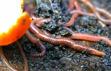 Everything You Need To Know About Adding Worms In Your Raised Bed Garden Slick Garden