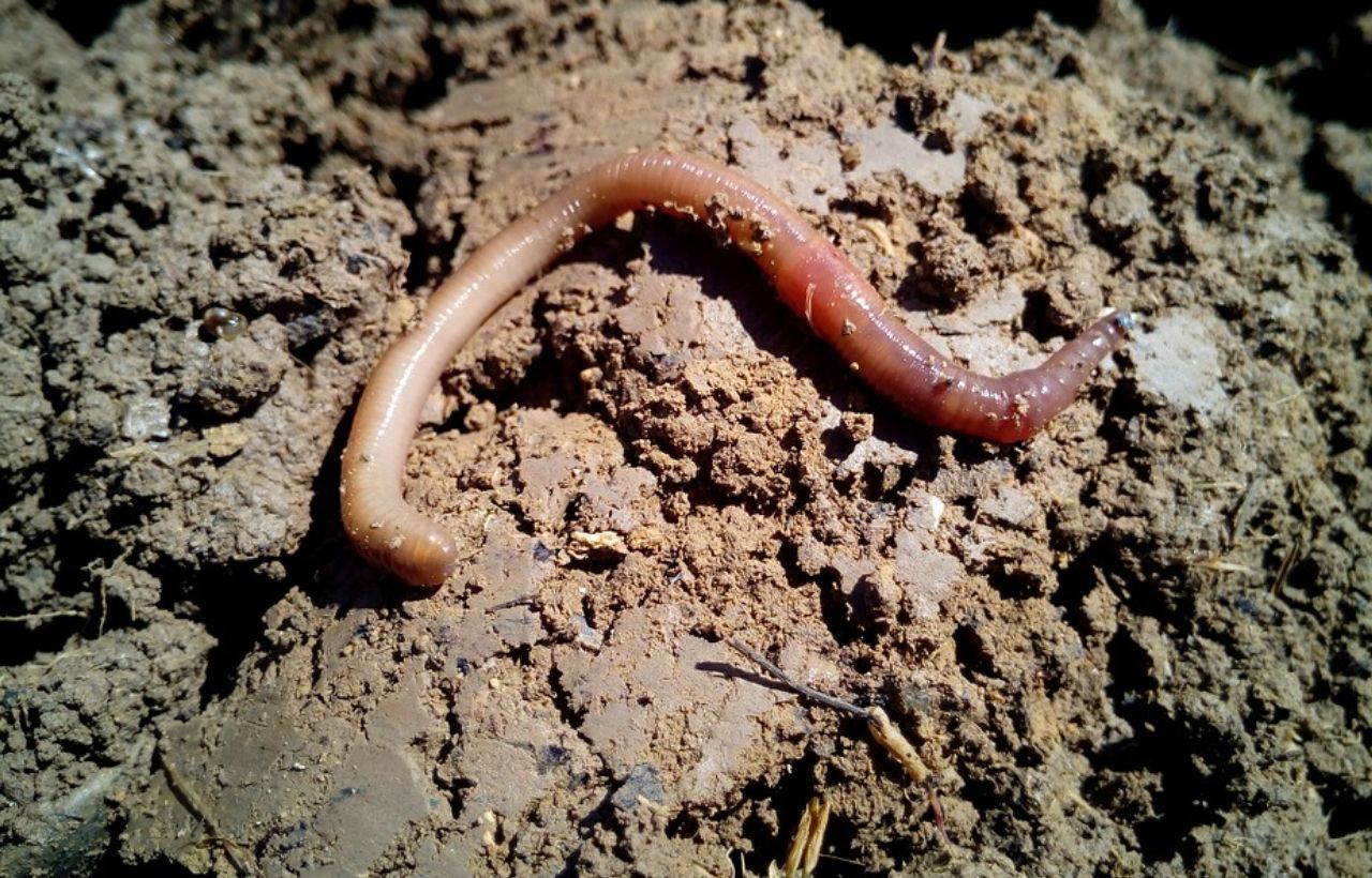 Everything You Need To Know About Adding Worms In Your Raised Bed