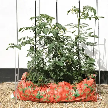 https://slickgarden.com/wp-content/uploads/2019/11/Everything-You-Need-To-Know-About-Growing-Tomatoes-In-Grow-Bags-1024x1024.png?ezimgfmt=rs:372x372/rscb20/ng:webp/ngcb20