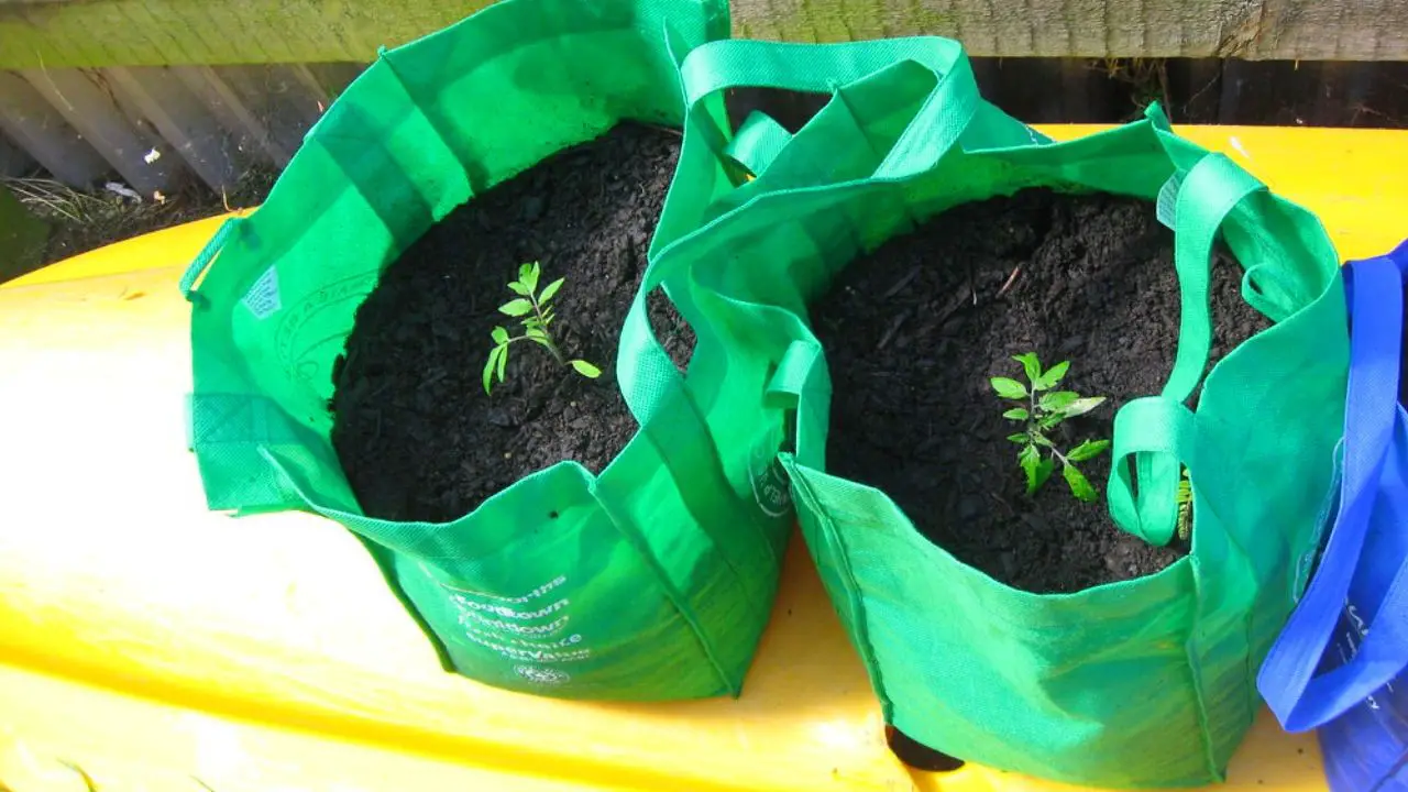 Everything You Need To Know About Growing Tomatoes In Grow Bags Slick