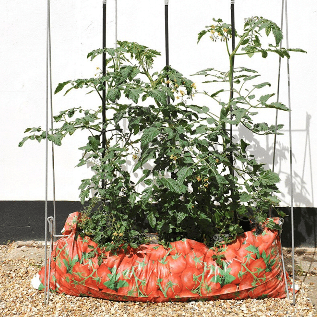 Everything You Need To Know About Growing Tomatoes In Grow Bags – Slick