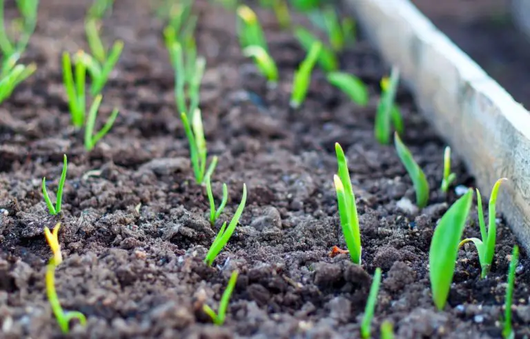 Everything You Need To Know About Preparing A Garden Bed For Planting
