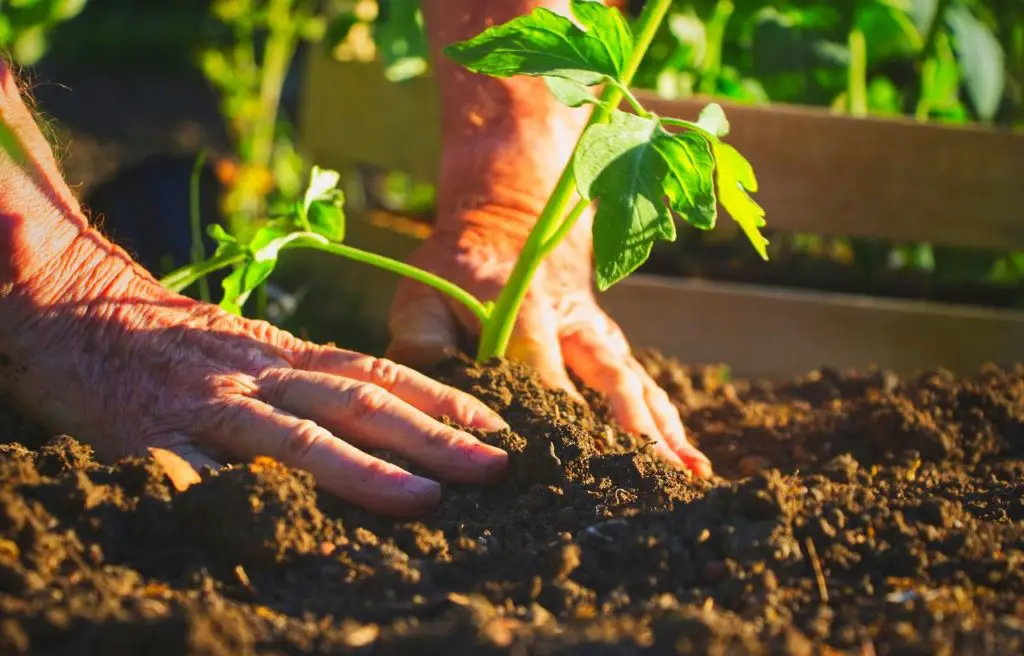 How To Take Care Of Your Raised Bed Vegetable Garden?