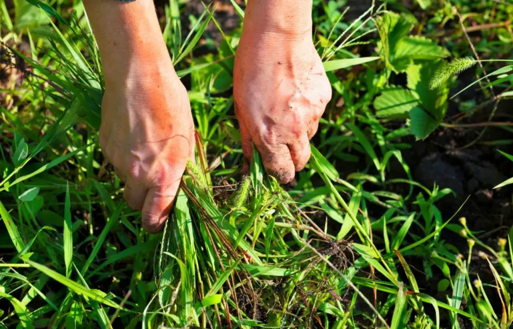 Everything You Need To Know About Preparing A Garden Bed For