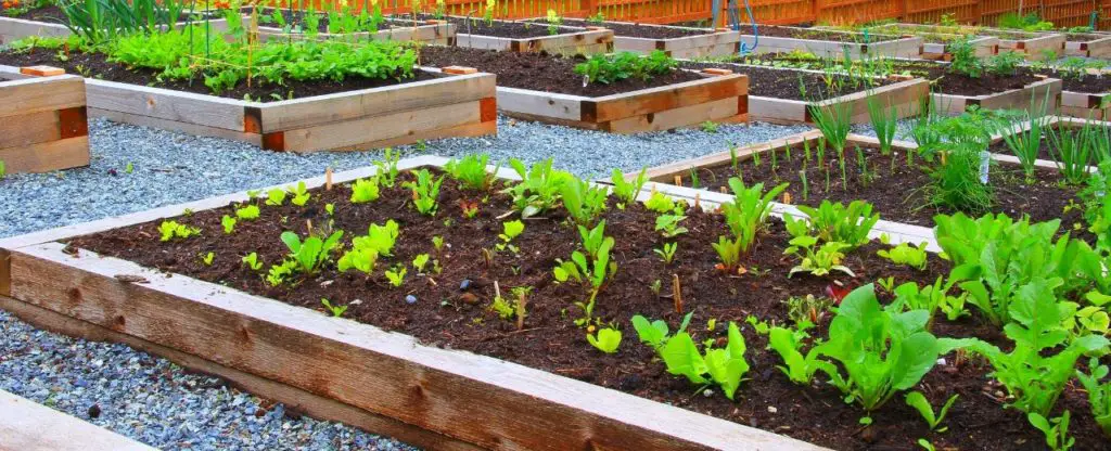 How Often Should I Water A Raised Vegetable Garden? Dos ...