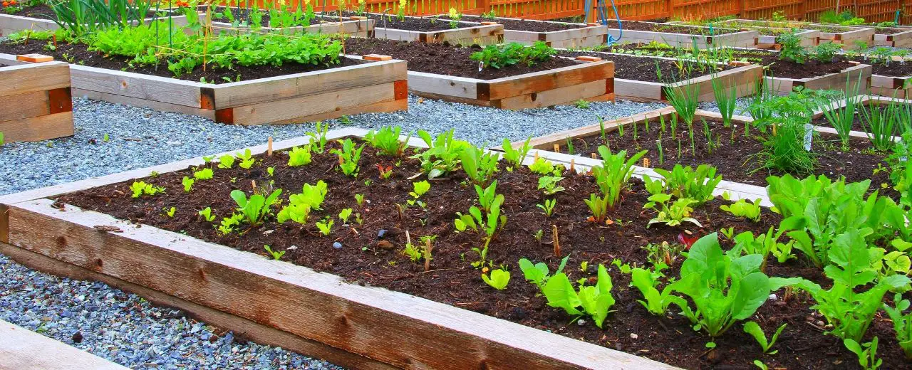 How Often Should I Water A Raised Vegetable Garden? Dos and Don’ts