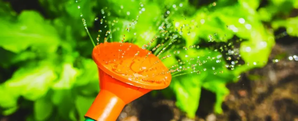 how often to water raised vegetable garden