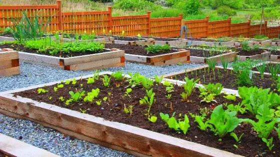 How To Start Raised Bed Vegetable Gardening For Beginners Slick