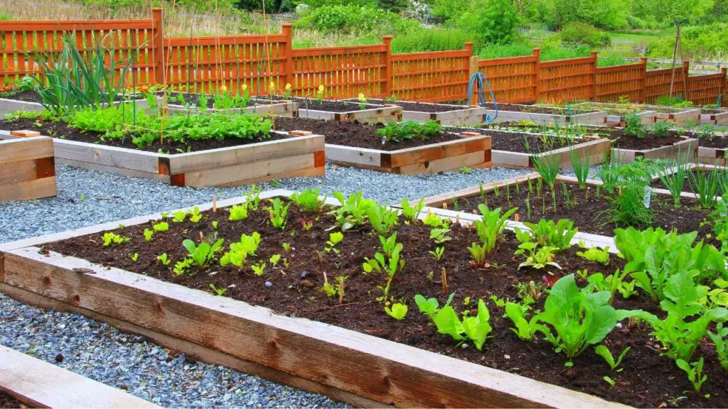 raised bed garden soil