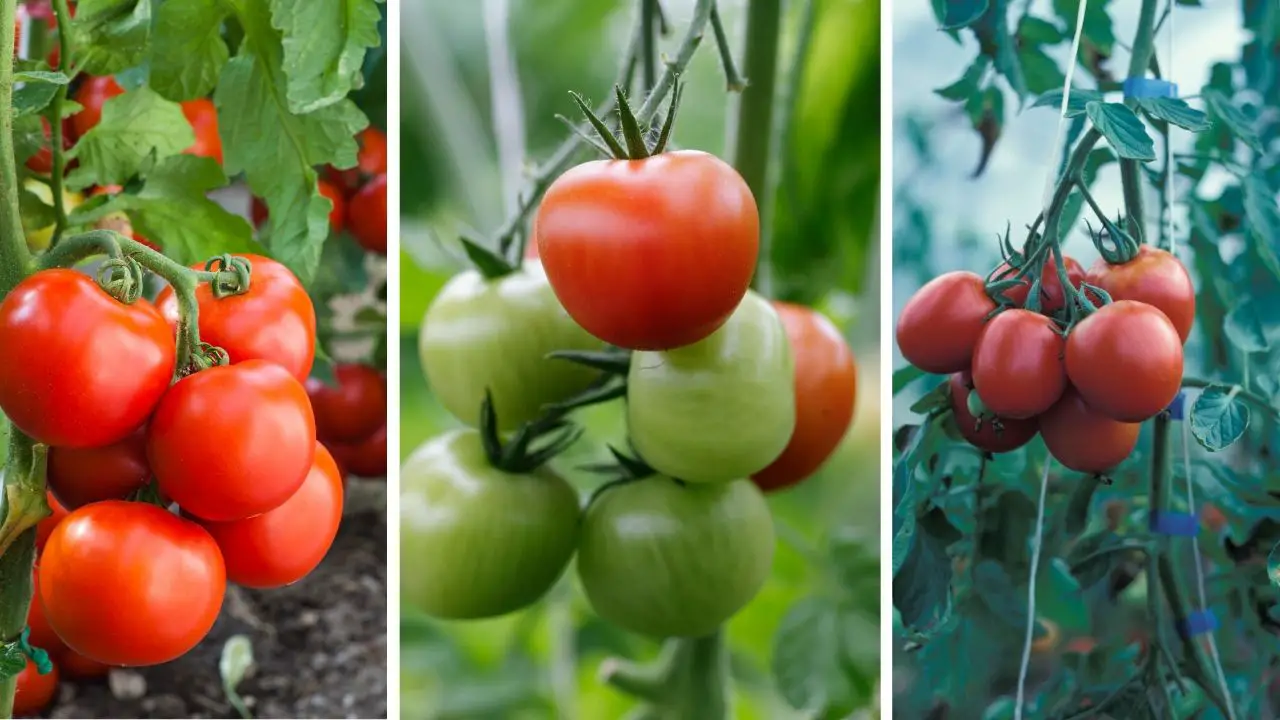 Everything You Need To Know About Growing Tomatoes In Grow Bags – Slick ...