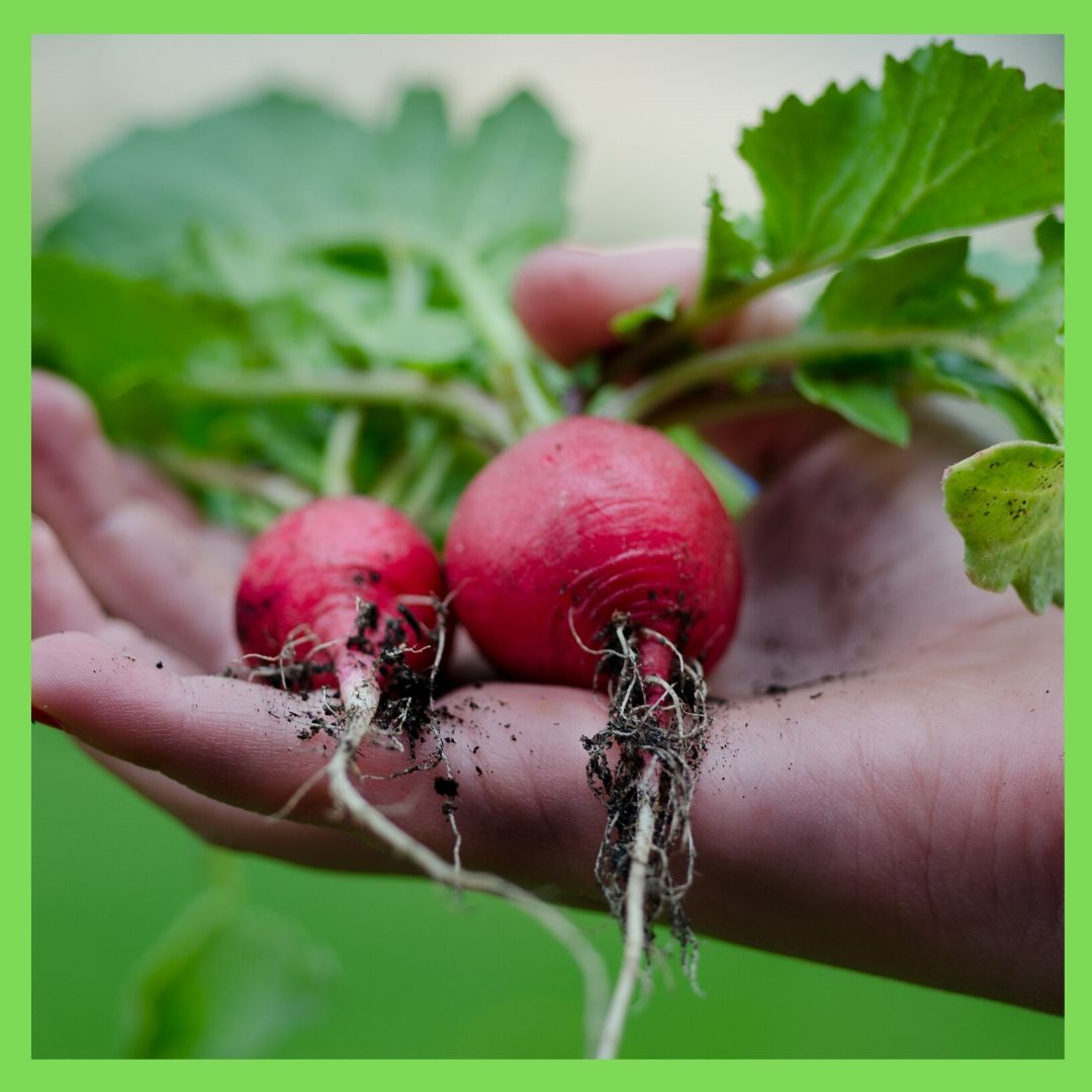 Kitchen gardening