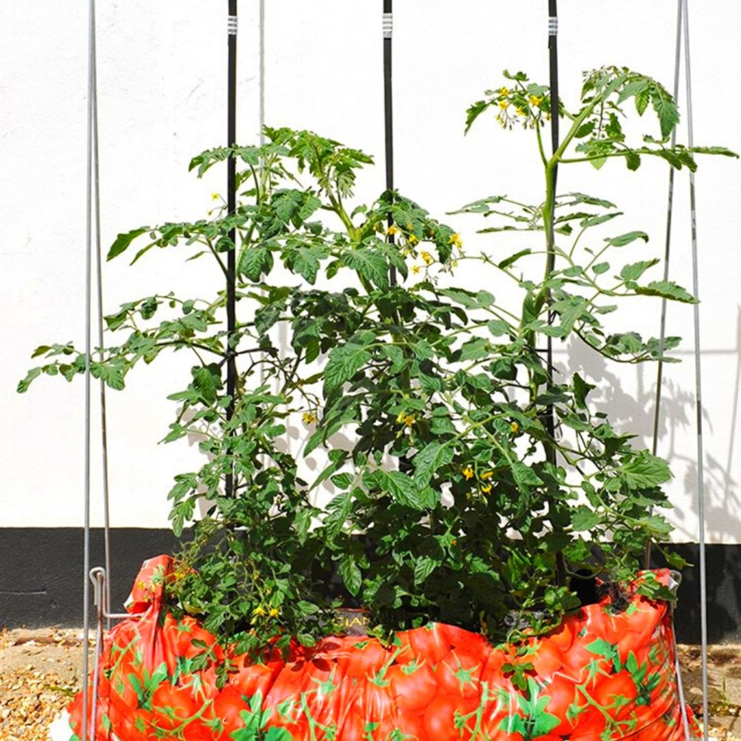 10 Best DIY & Cheap Container Vegetable Gardening Ideas Anyone Can Use