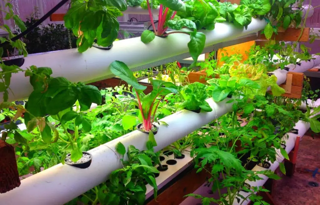 10 Best Diy Cheap Container Vegetable Gardening Ideas Anyone Can