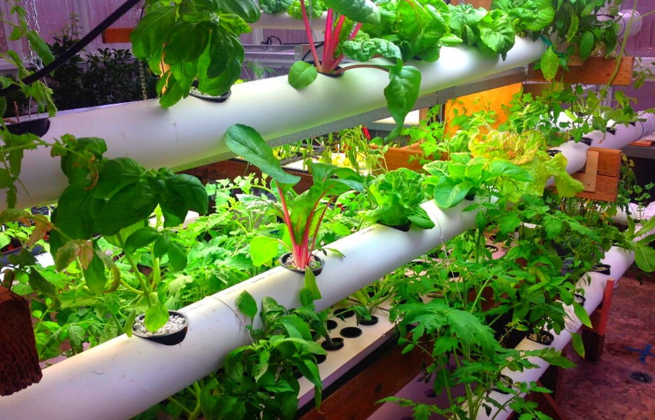 10 Best DIY & Cheap Container Vegetable Gardening Ideas Anyone Can Use