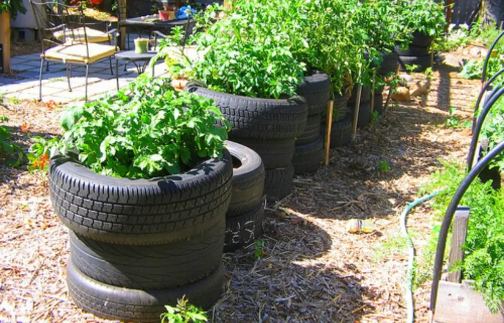 Old Tires Herb garden