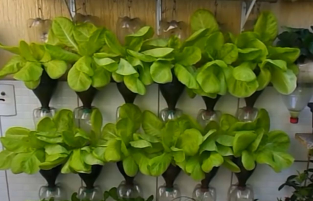 10 Best DIY & Cheap Container Vegetable Gardening Ideas Anyone Can Use