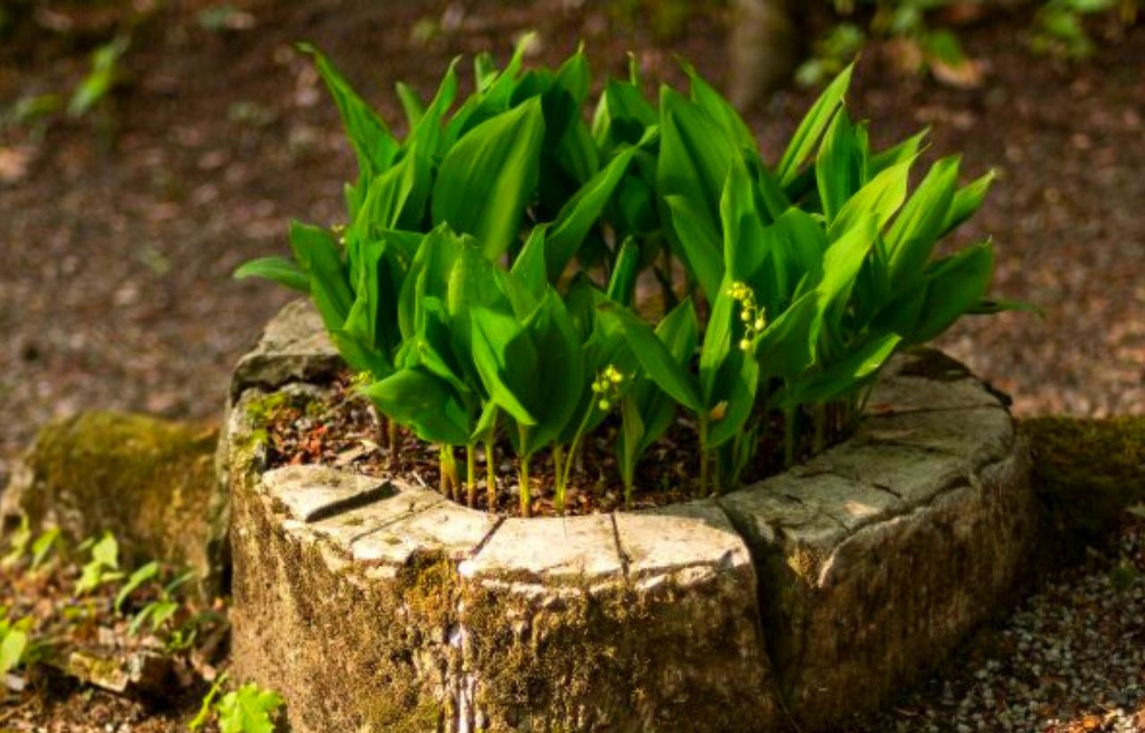 10 Best DIY & Cheap Container Vegetable Gardening Ideas Anyone Can Use