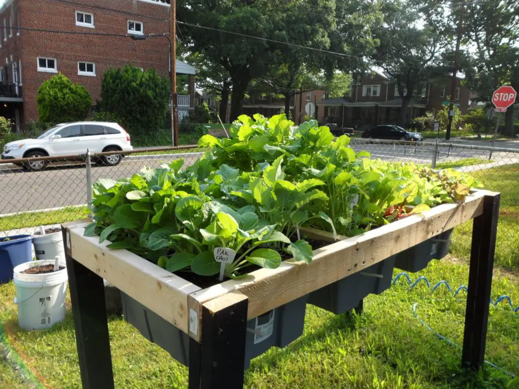 Self Watering Salad Table