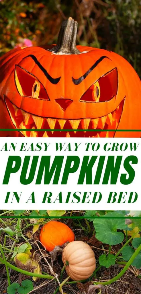 An Easy Way To Grow Pumpkins In A Raised Bed