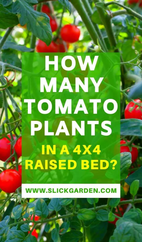 How Many Tomato Plants In A 4x4 Raised Bed? | Slick Garden