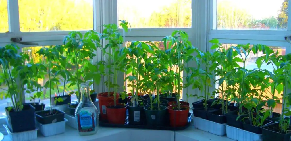 How To Grow Beefsteak Tomatoes Indoor Slick Garden,Coin Dealers Near Me Open