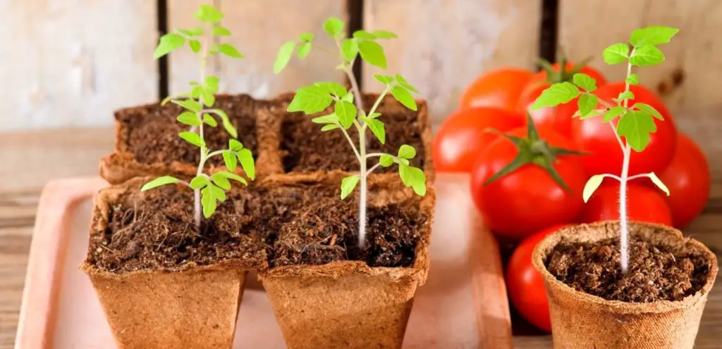 tomato seedlings