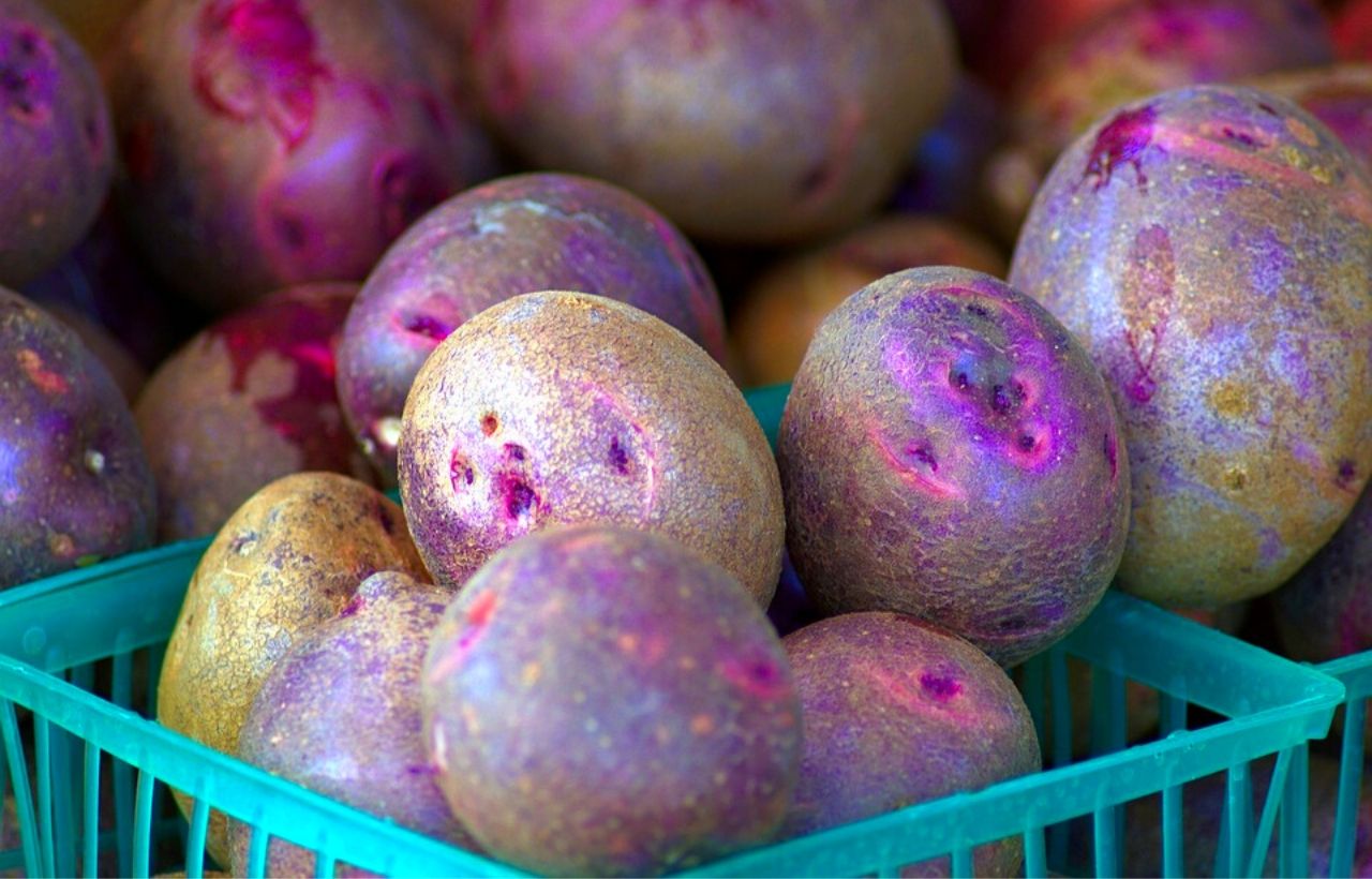 How To Grow Purple Potatoes In Containers Slick Garden