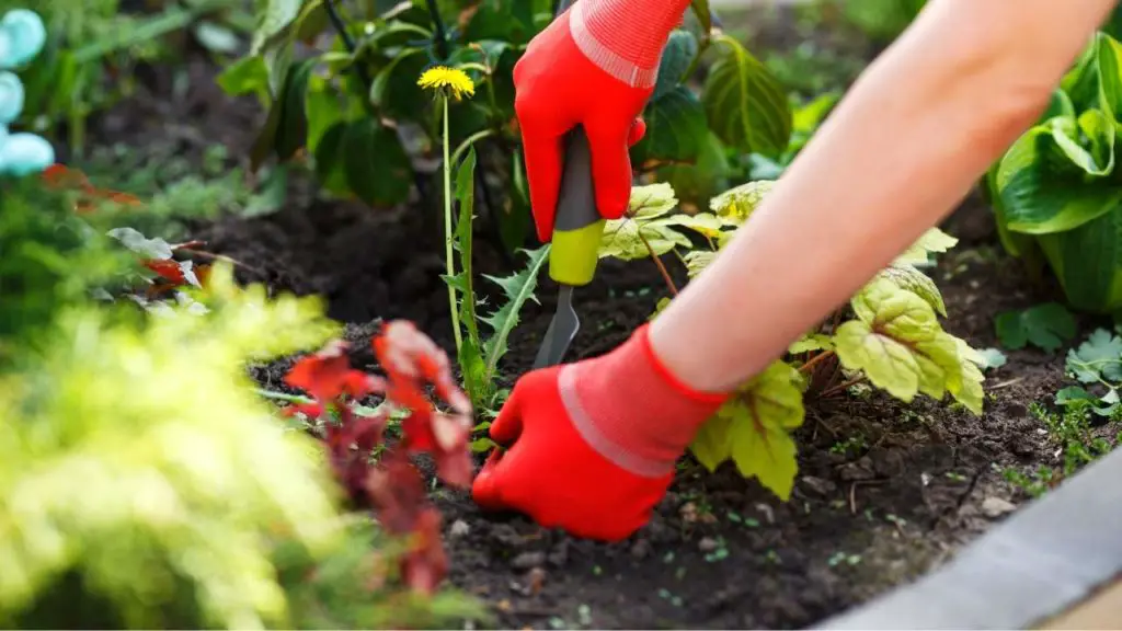 How To Keep Weeds Out Of Raised Garden Beds - Extremely Easy Methods 