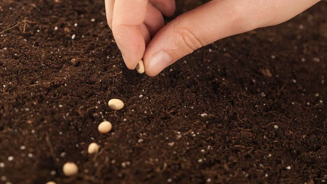 HOW TO AMEND CLAY SOIL FOR VEGETABLE GARDENING? Slick Garden