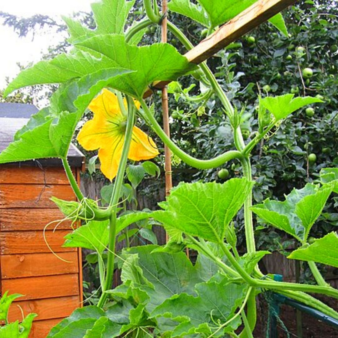 An Easy Way To Grow Pumpkins In A Raised Bed + Health Benefits Slick