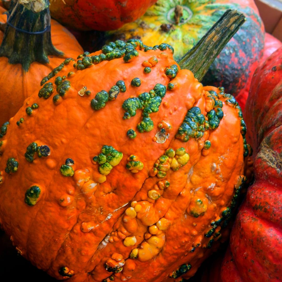 An Easy Way To Grow Pumpkins In A Raised Bed + Health Benefits Slick