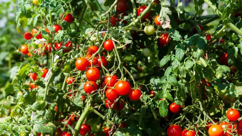 tomato plants