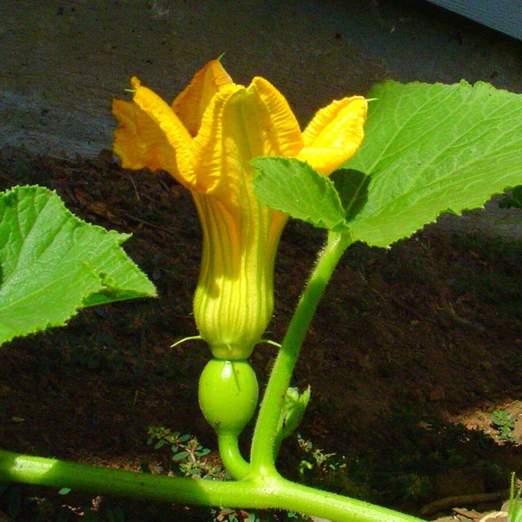 Pollination Of Pumpkin Flowers