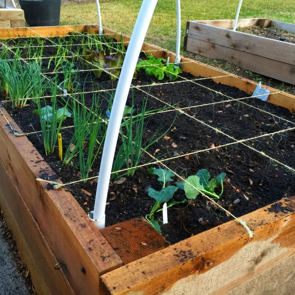 Square Foot Garden Bed.