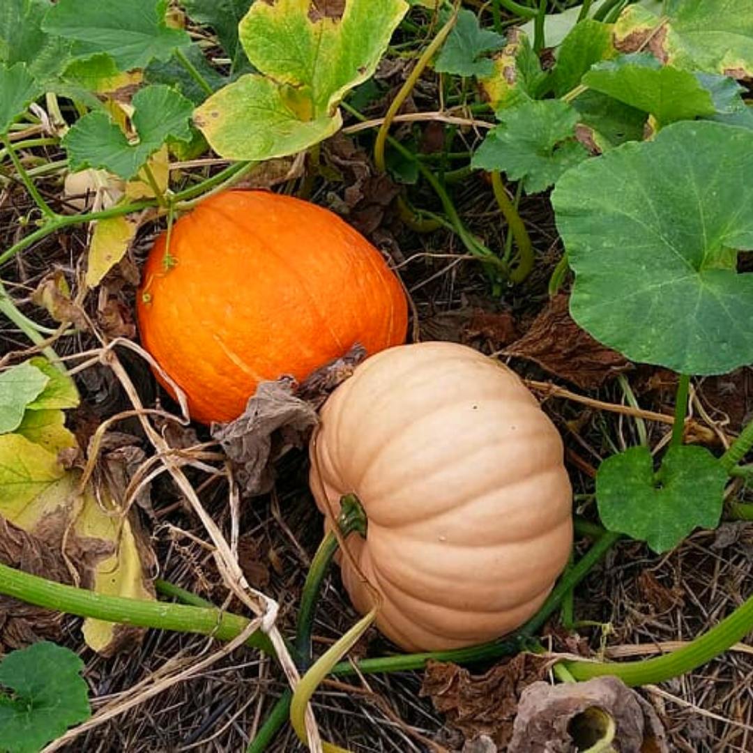 An Easy Way To Grow Pumpkins In A Raised Bed + Health Benefits Slick
