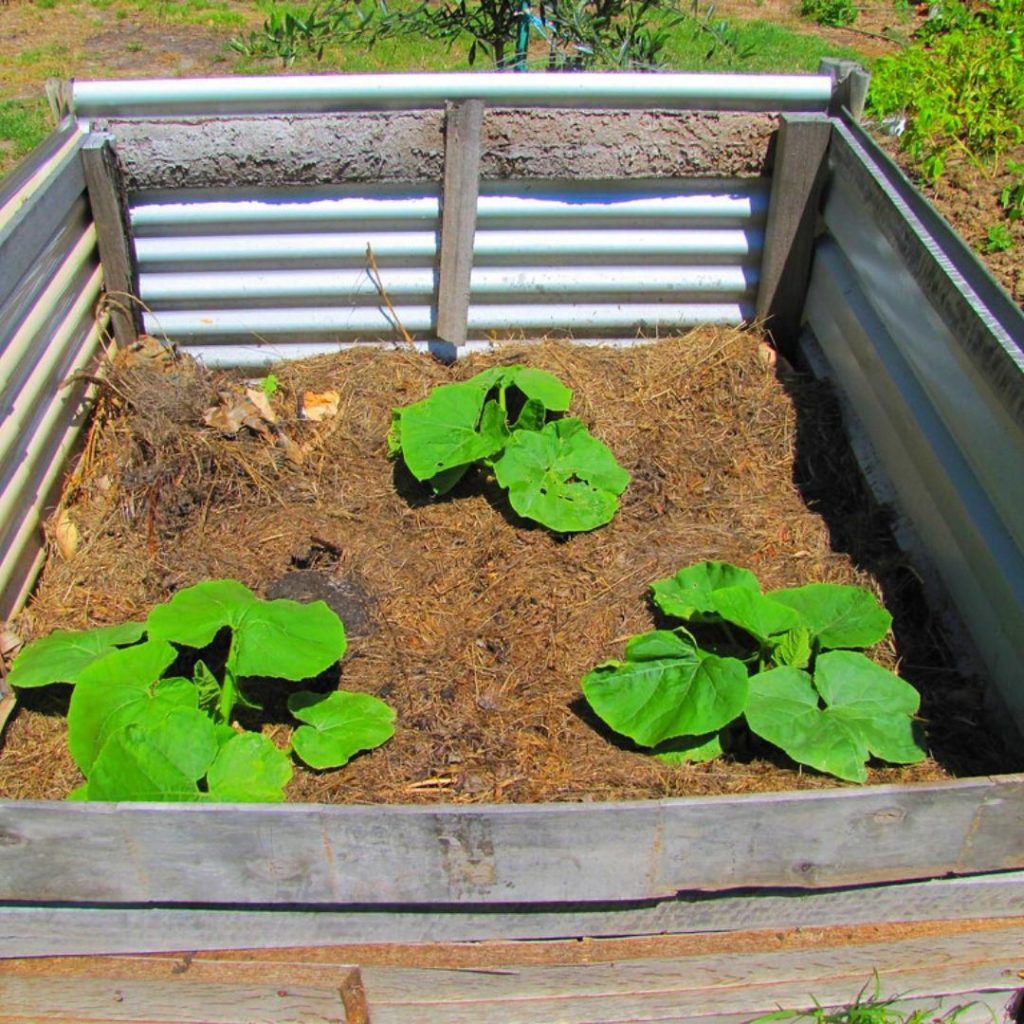 What Is The Best Time To Grow Pumpkins In A Raised Bed?