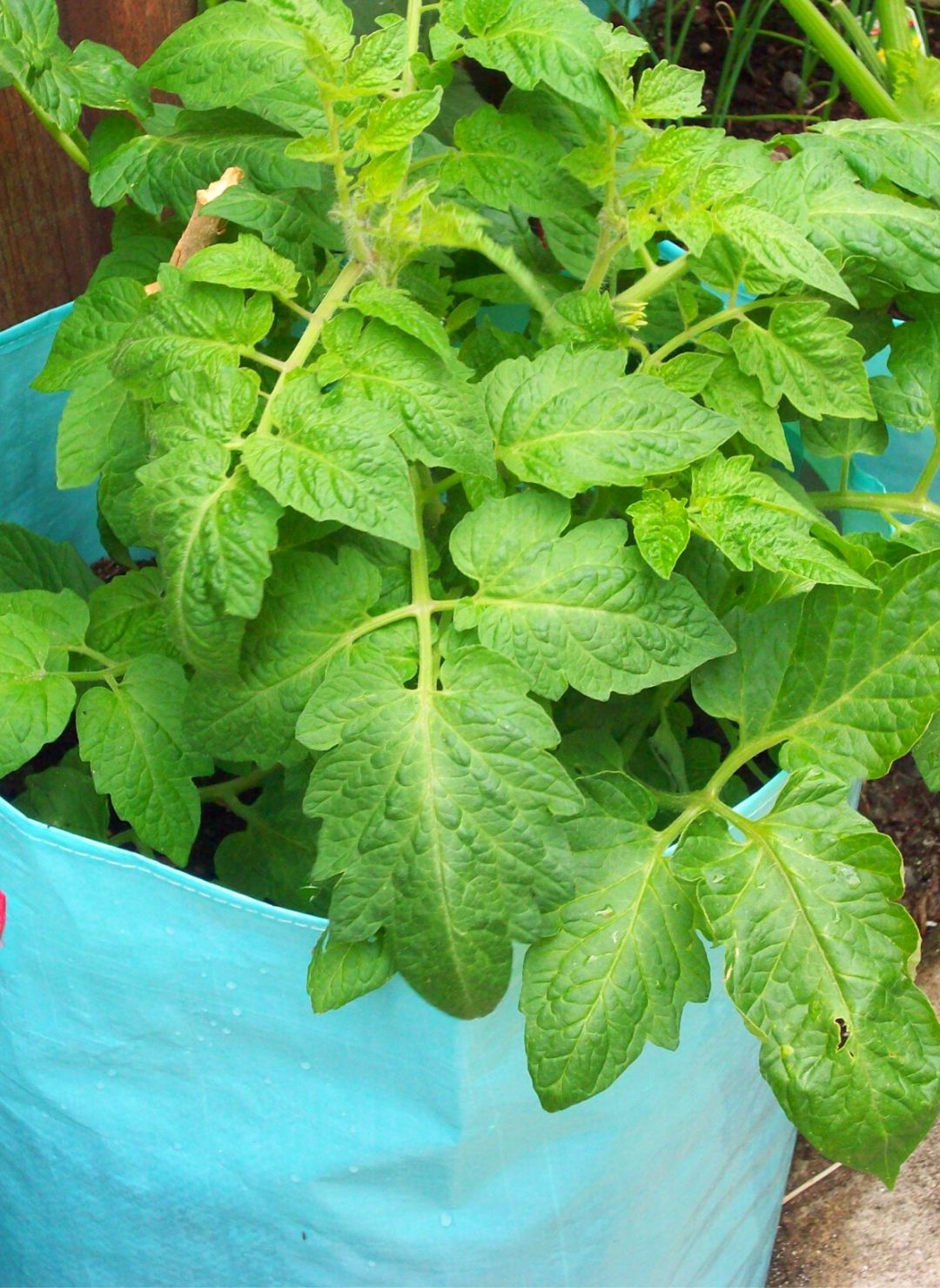 How To Grow Purple Potatoes In Containers Slick Garden