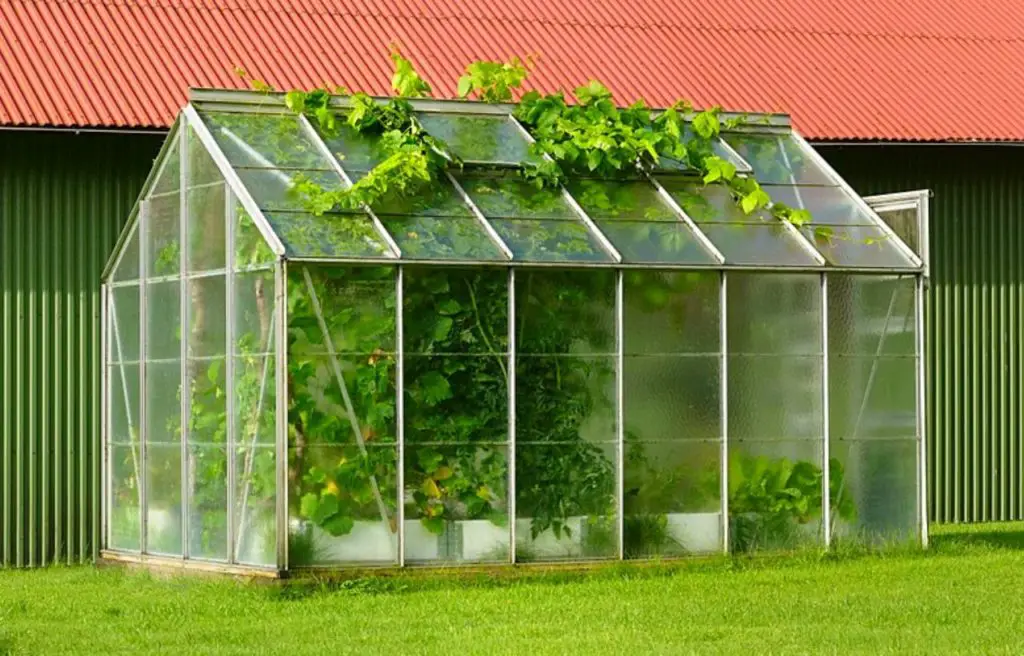 Easiest Vegetables To Grow In A Mini Or Small Greenhouse Slick Garden