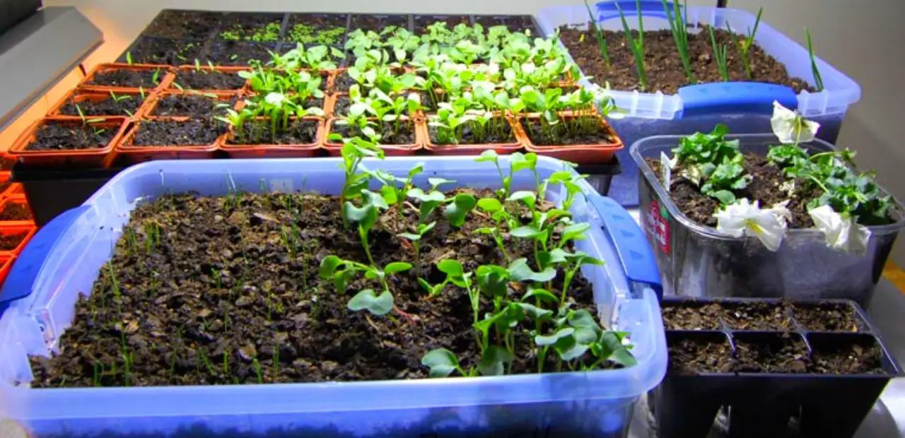 Best Vegetables To Grow Indoors Under Lights Slick Garden