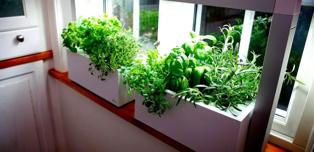 Growing Vegetables Indoors 🥗 Under LED Grow Lights