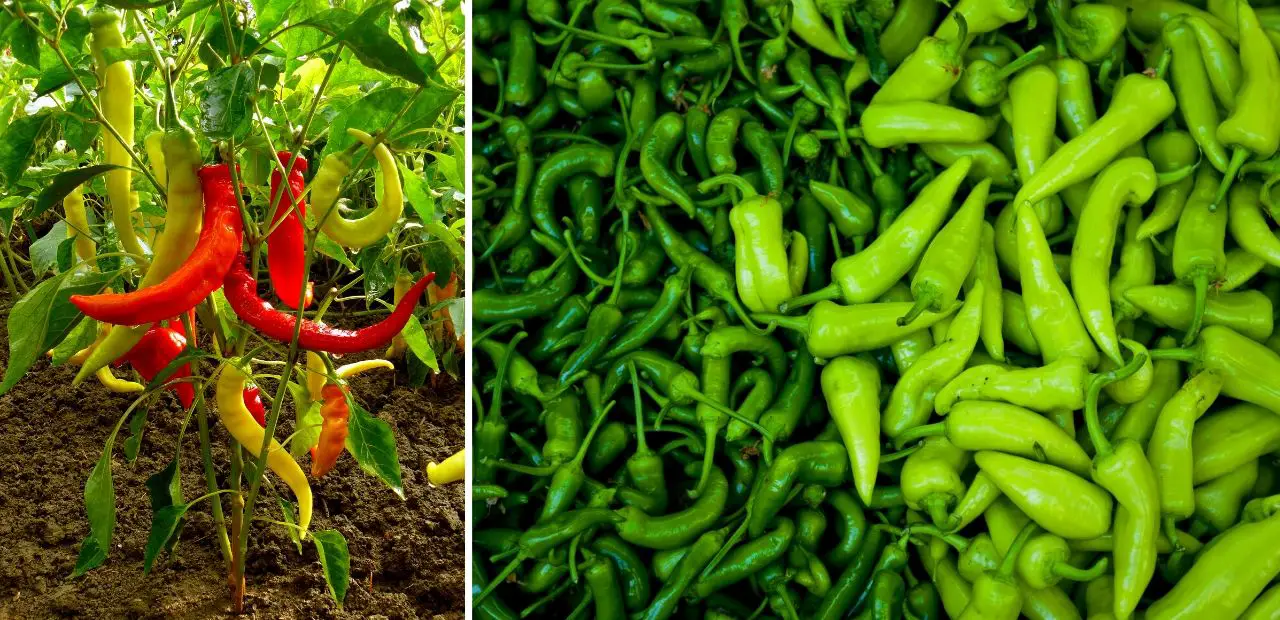 Easiest Vegetables To Grow In A Mini Or Small Greenhouse Slick Garden