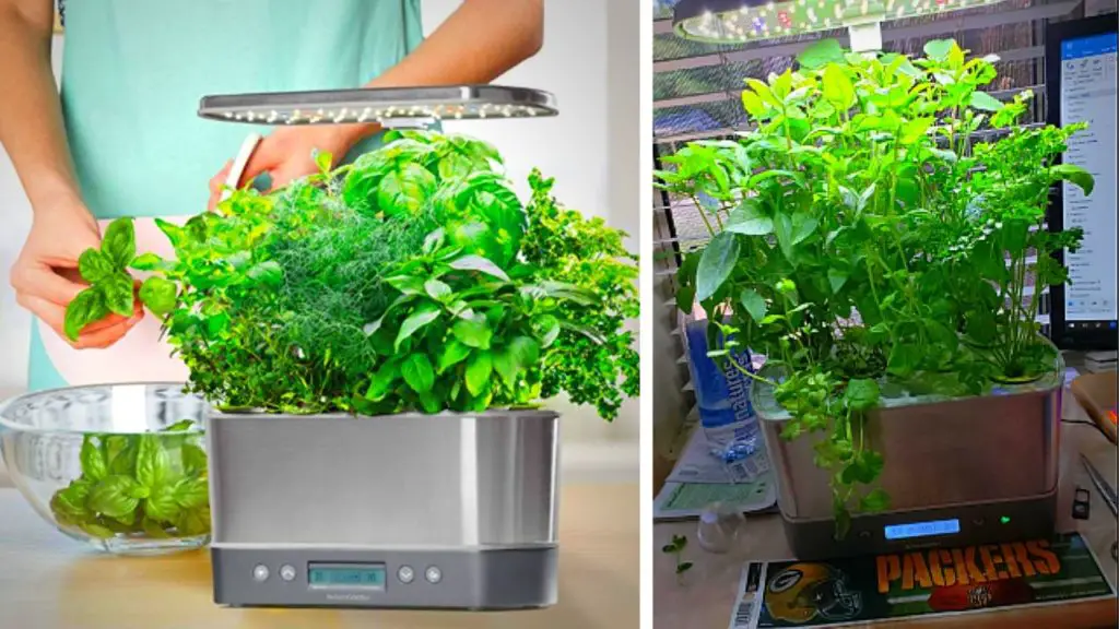 Smart Way To Grow Spinach Indoor