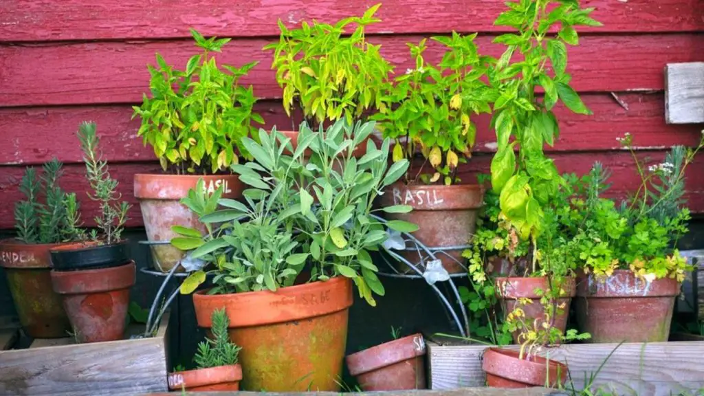 Container Herb Garden