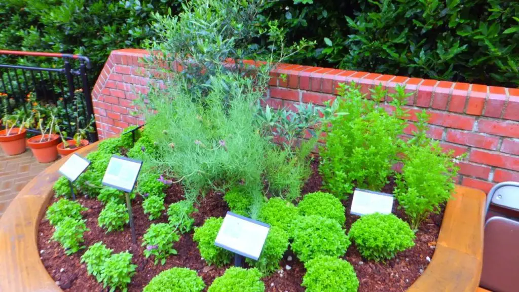 herb garden